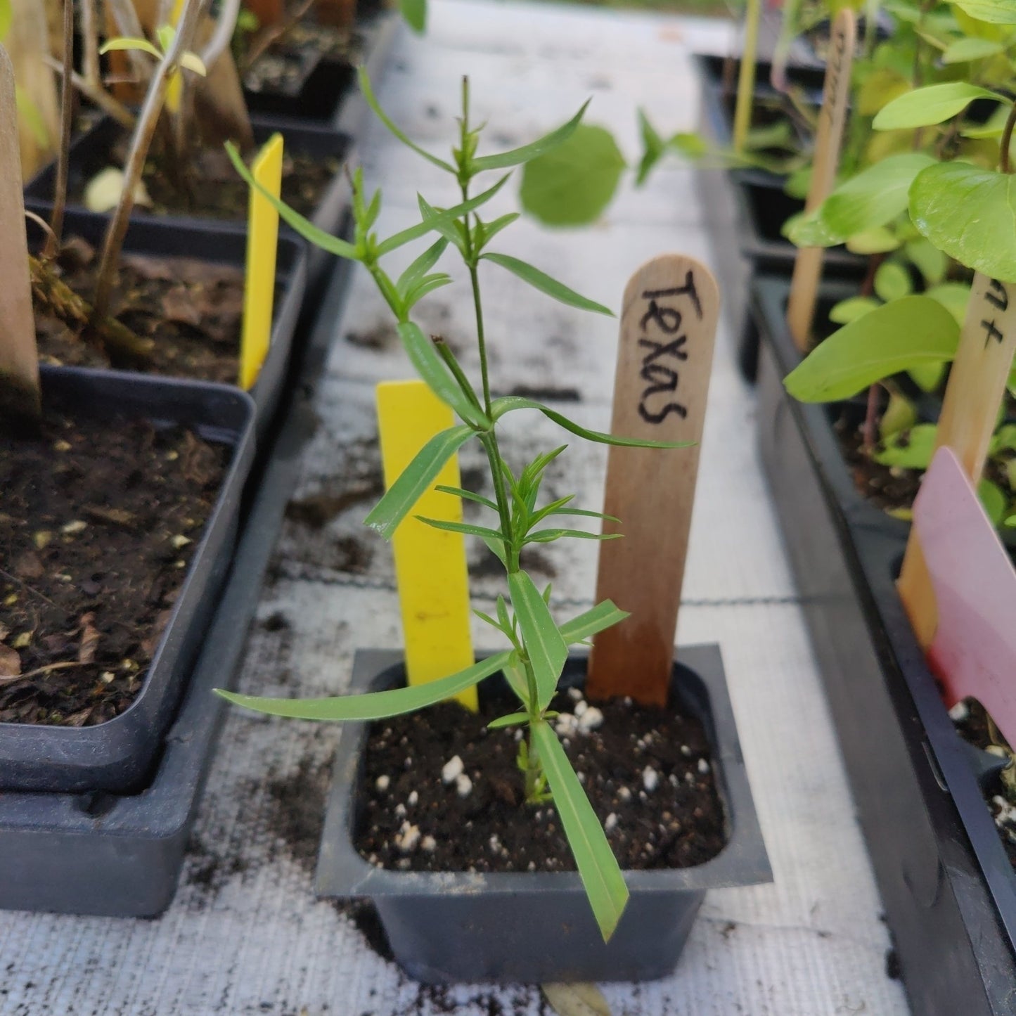 Tarragon - Texas Tarragon - Whitwam Organics