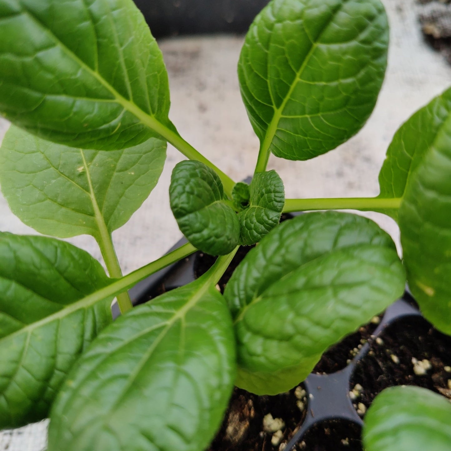 Tatsoi - Choho, Hybrid - Whitwam Organics