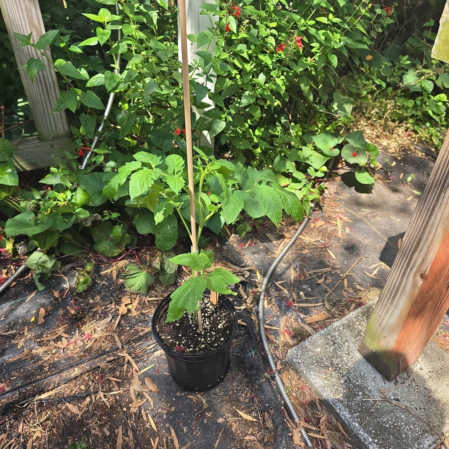 Tomato - Roma Heirloom (Determinate) - Whitwam Organics