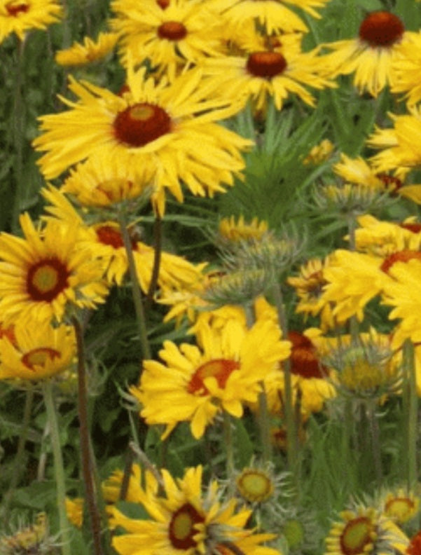 Gaillardia heat it online up yellow