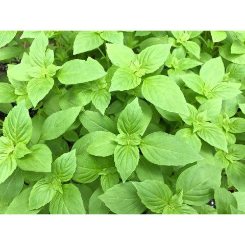 Basil Lemon