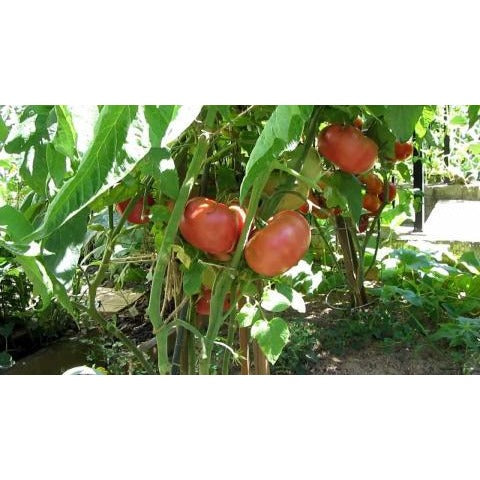Tomato, Brandywine – Giving Ground Seeds