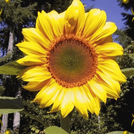 Sunflower- Mammoth Grey Stripe – Whitwam Organics