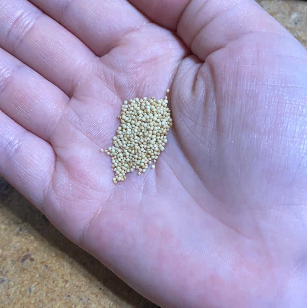 Amaranth - Green Leaf (Callaloo) - Whitwam Organics