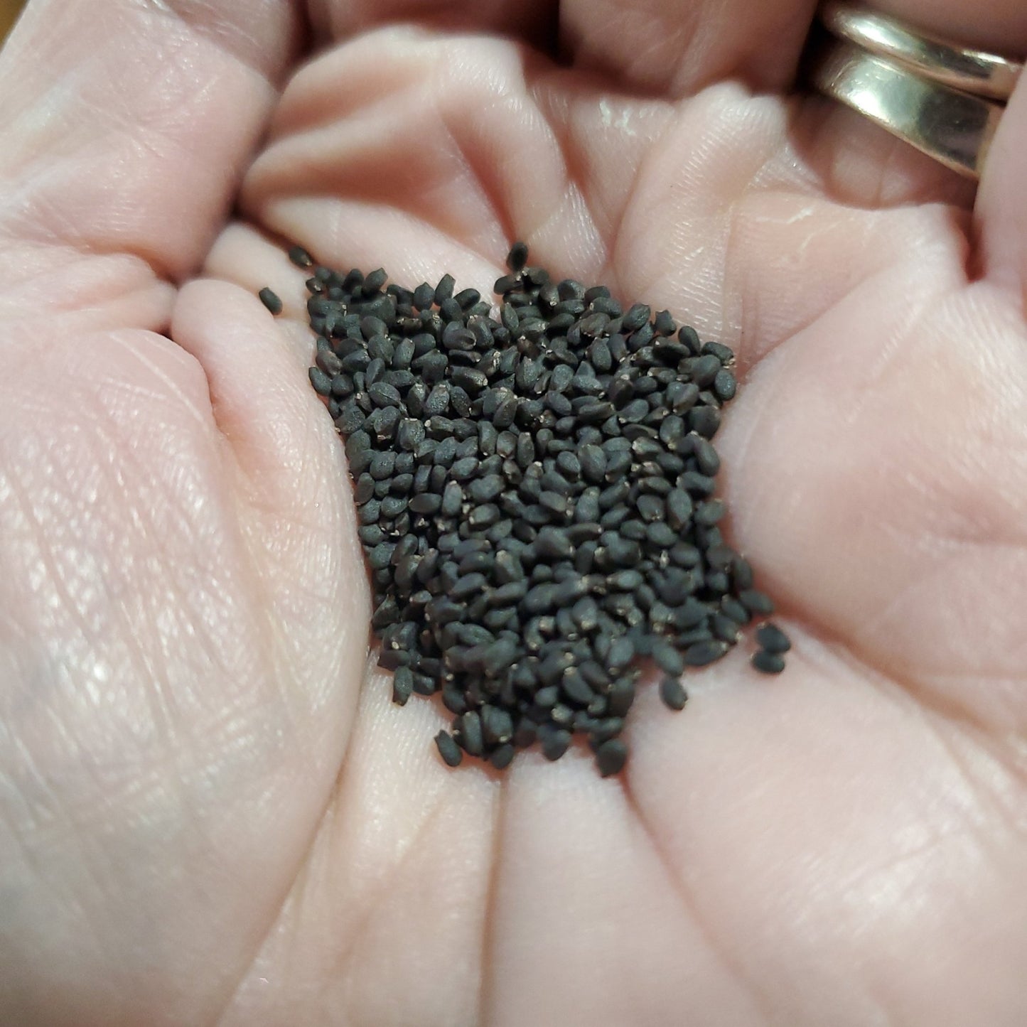 Basil - Sweet Basil - Rutgers Obsession Downy Mildew Resistant - Whitwam Organics