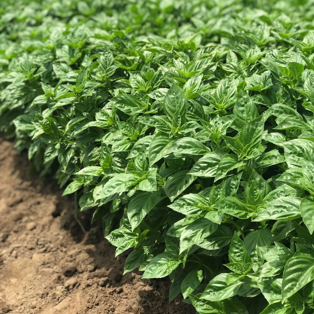 Basil - Sweet Basil - Rutgers Obsession Downy Mildew Resistant - Whitwam Organics