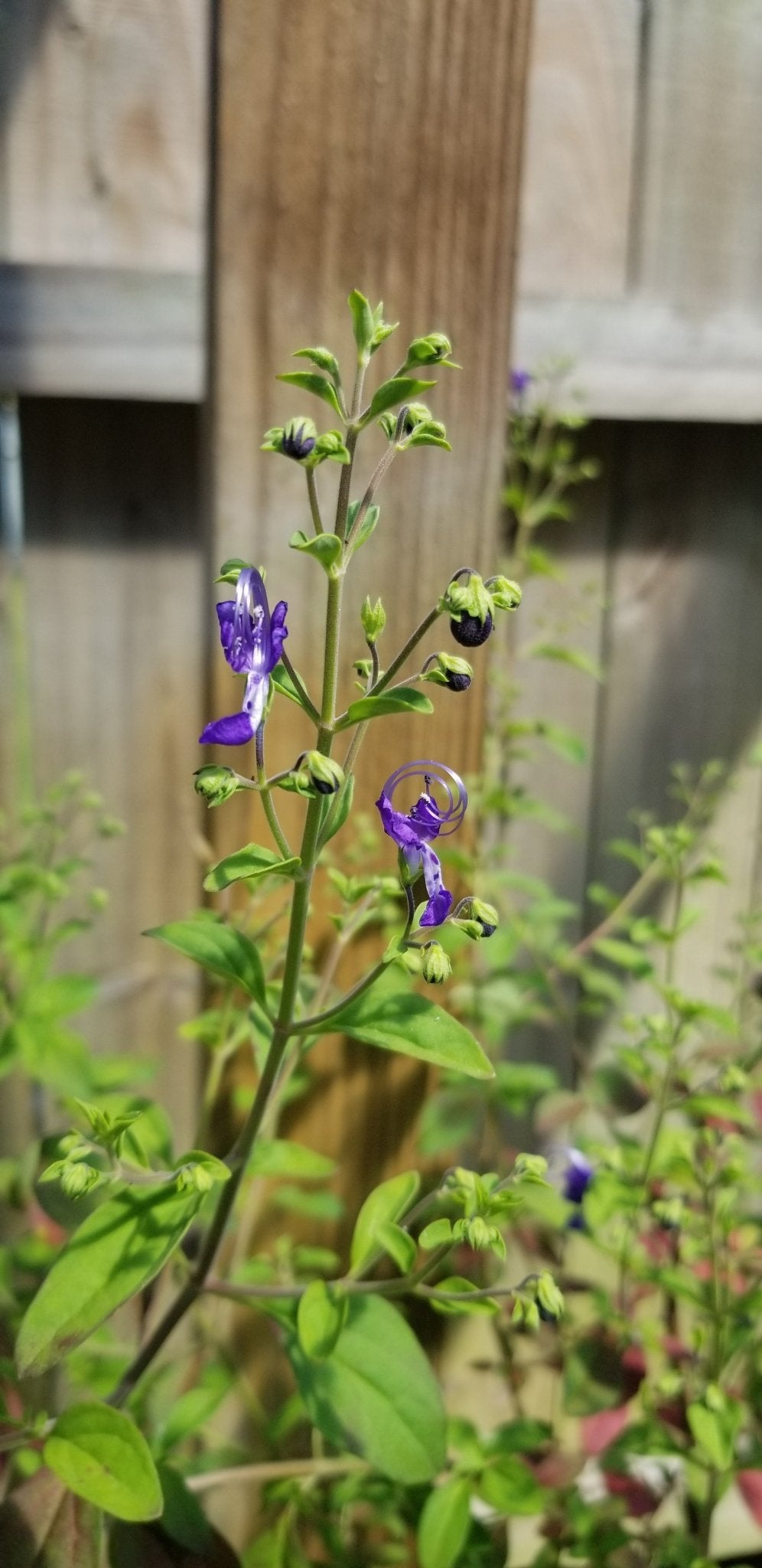 blue curls plant Blue Curl (Trichostema dichotomum) (Florida Native)