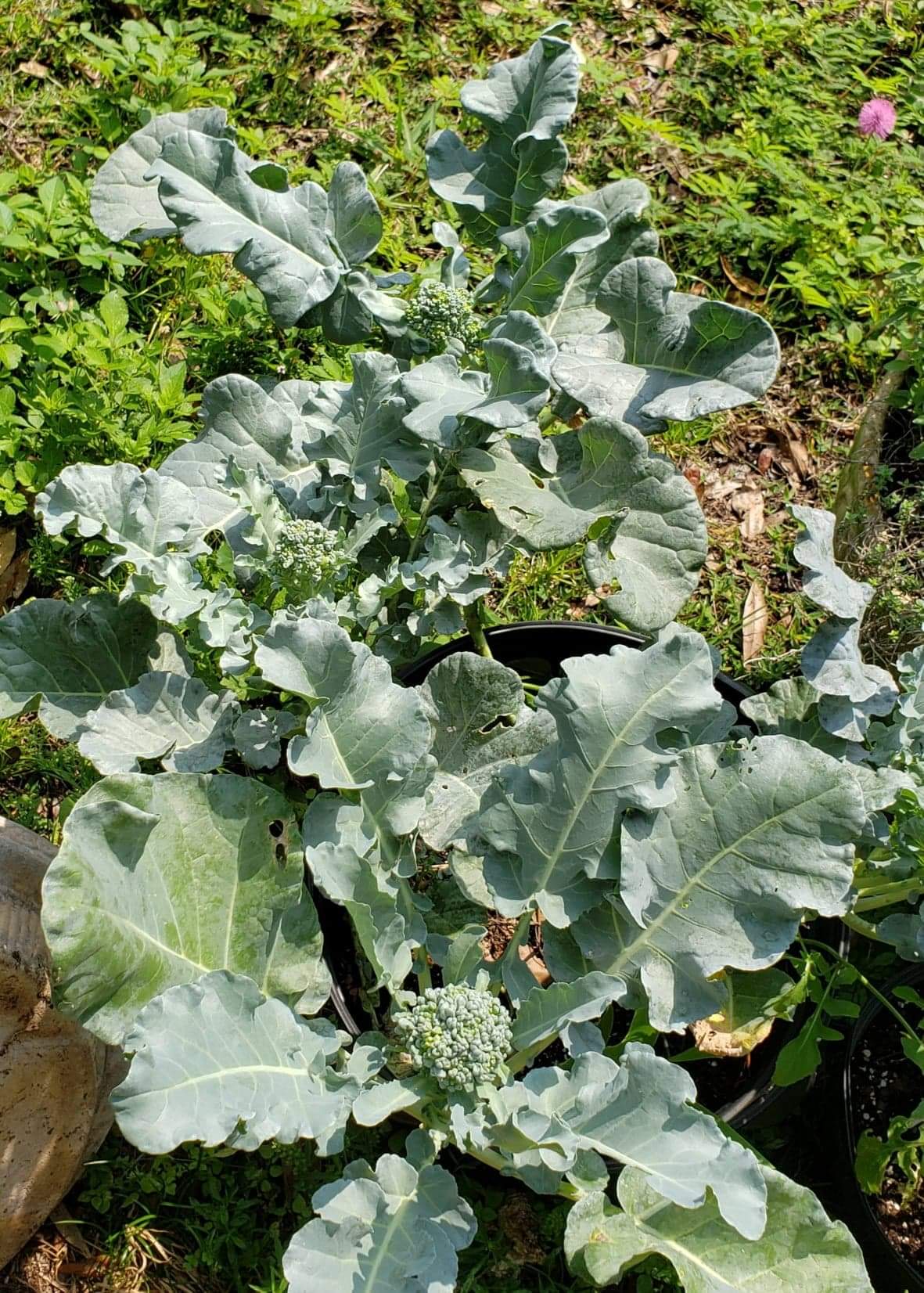broccoli plant stages Broccoli-Brazilian Sprouting Piracicaba – Whitwam Organics
