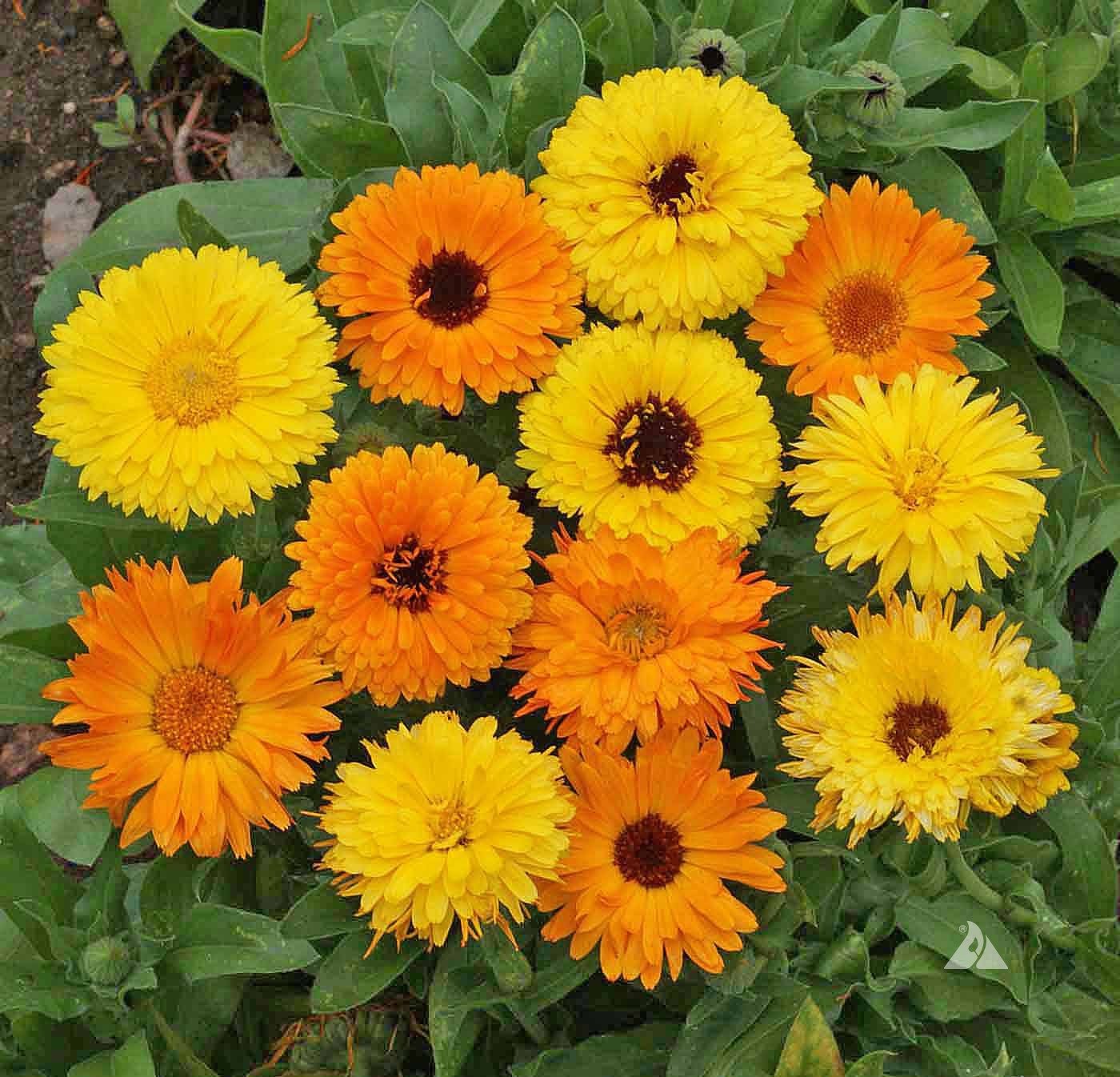 calendula succulent Calendula