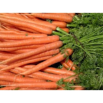 Carrot - Imperator 58 Orange - Whitwam Organics