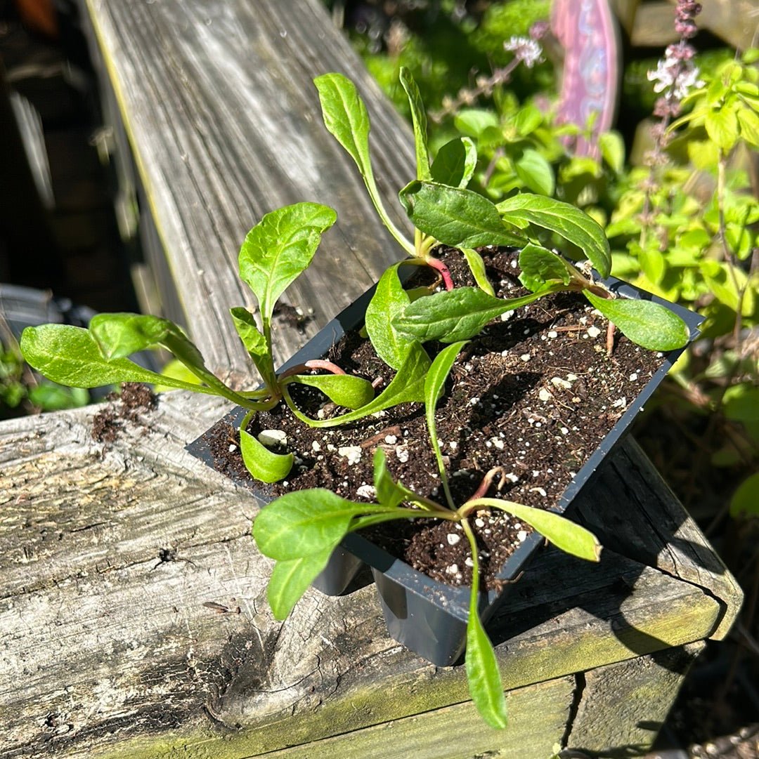 Chard - Perpetual Spinach Beet - Whitwam Organics