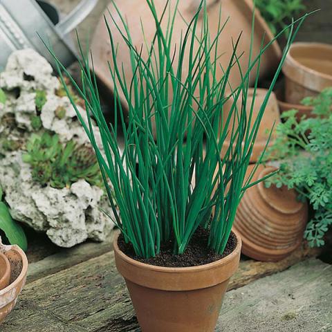 chives indoor plant Chives