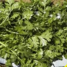 Cilantro - Coriander - Whitwam Organics