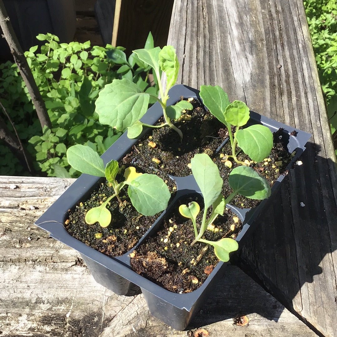 Collards - Portuguese - Whitwam Organics