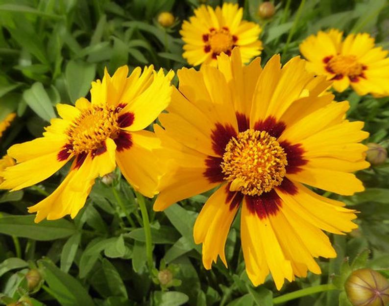 tick seed flower Coreopsis- Large Flowered Tickseed (Coreopsis grandiflora) (Florida Na