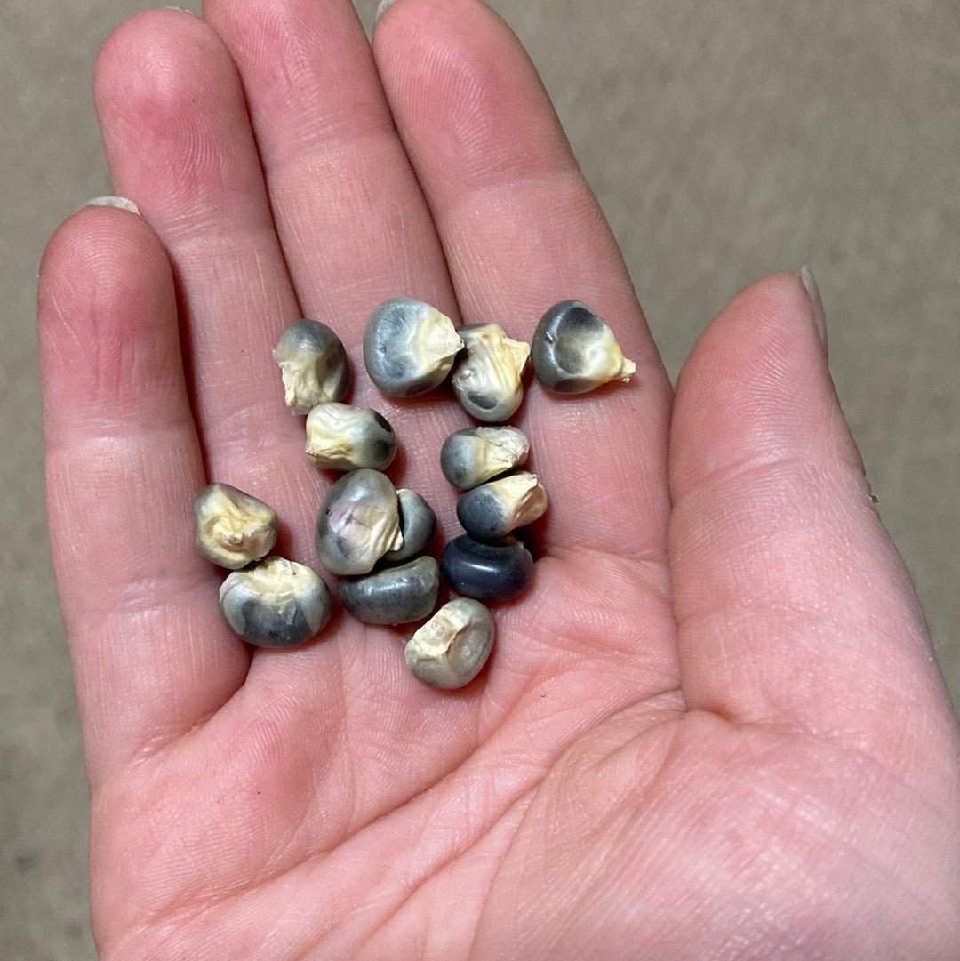 Corn - Hopi Blue Improved Ornamental/Blue Cornmeal Corn - (Heirloom) - Whitwam Organics