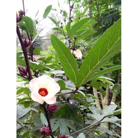 jamaica flower seeds Hibiscus-Roselle, Jamaican Sorrel, Florida Cranberry (Hibiscus sabdari
