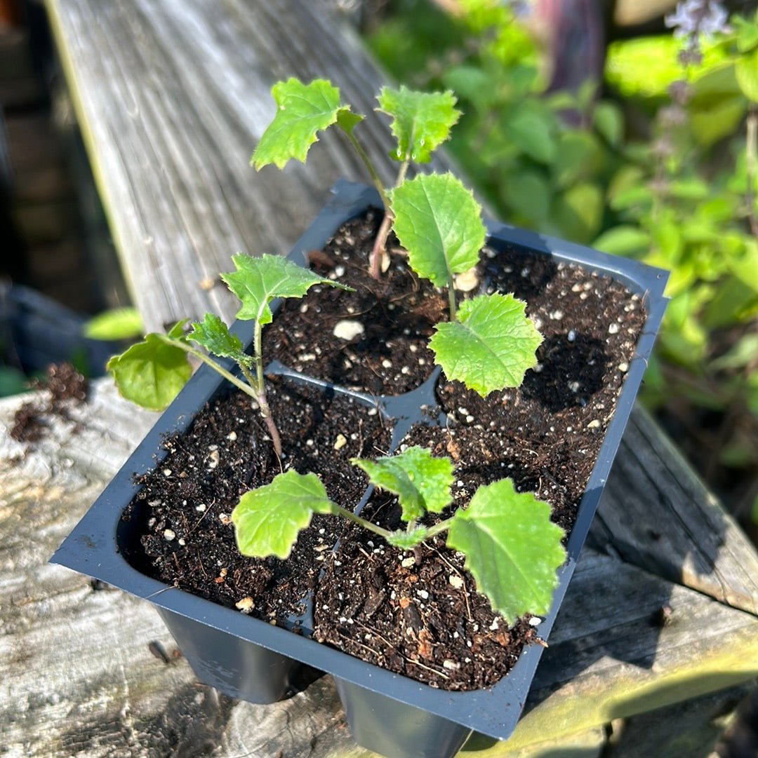 Kale - Siberian (Heirloom) - Whitwam Organics