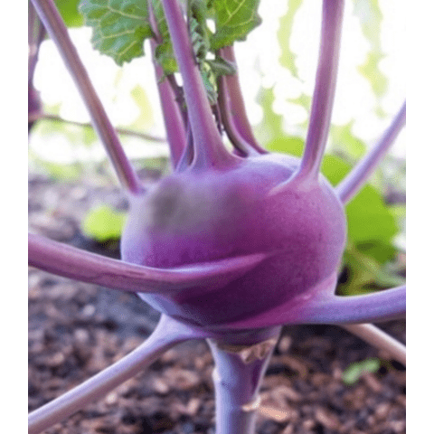 Kohlrabi - Purple Vienna - Whitwam Organics