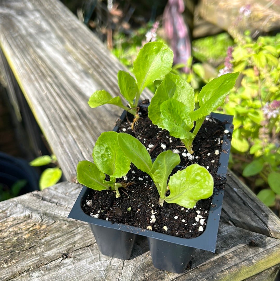 Lettuce - Manoa Semi - Head - Whitwam Organics