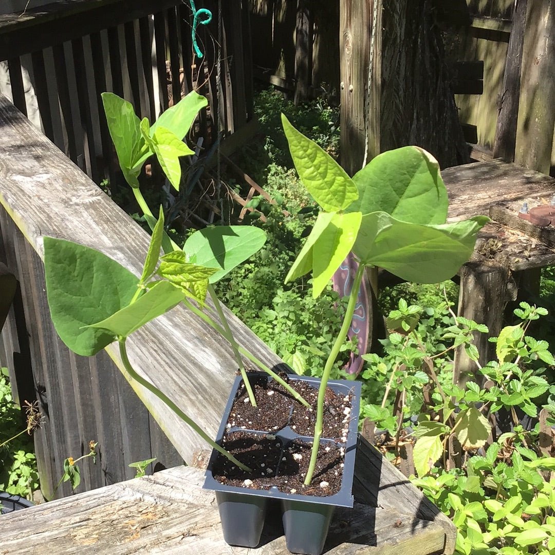 Long Bean - Red Noodle - Whitwam Organics