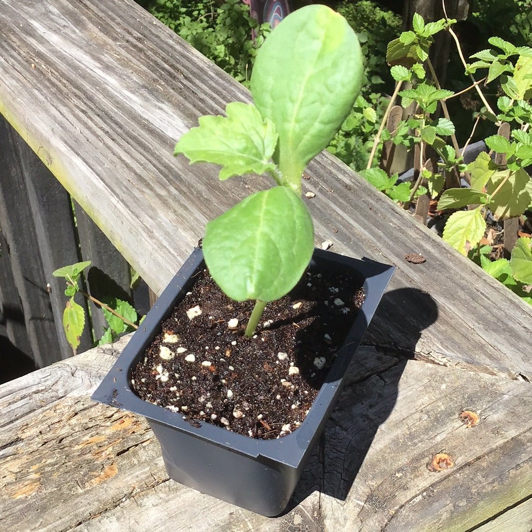 Melon - Florida Giant Watermelon (Florida heirloom) - Whitwam Organics