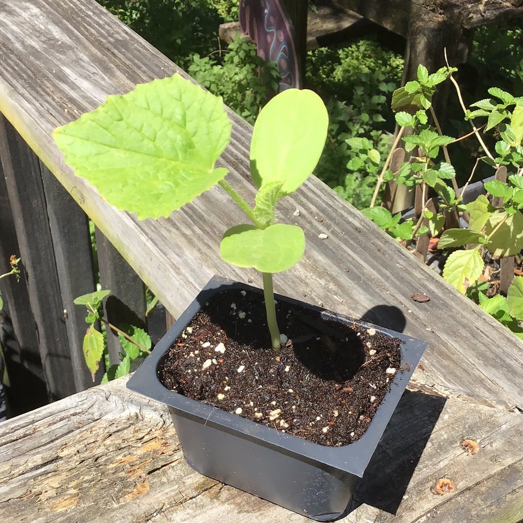 Melon - Ichiba Kouji Honeydew - Whitwam Organics