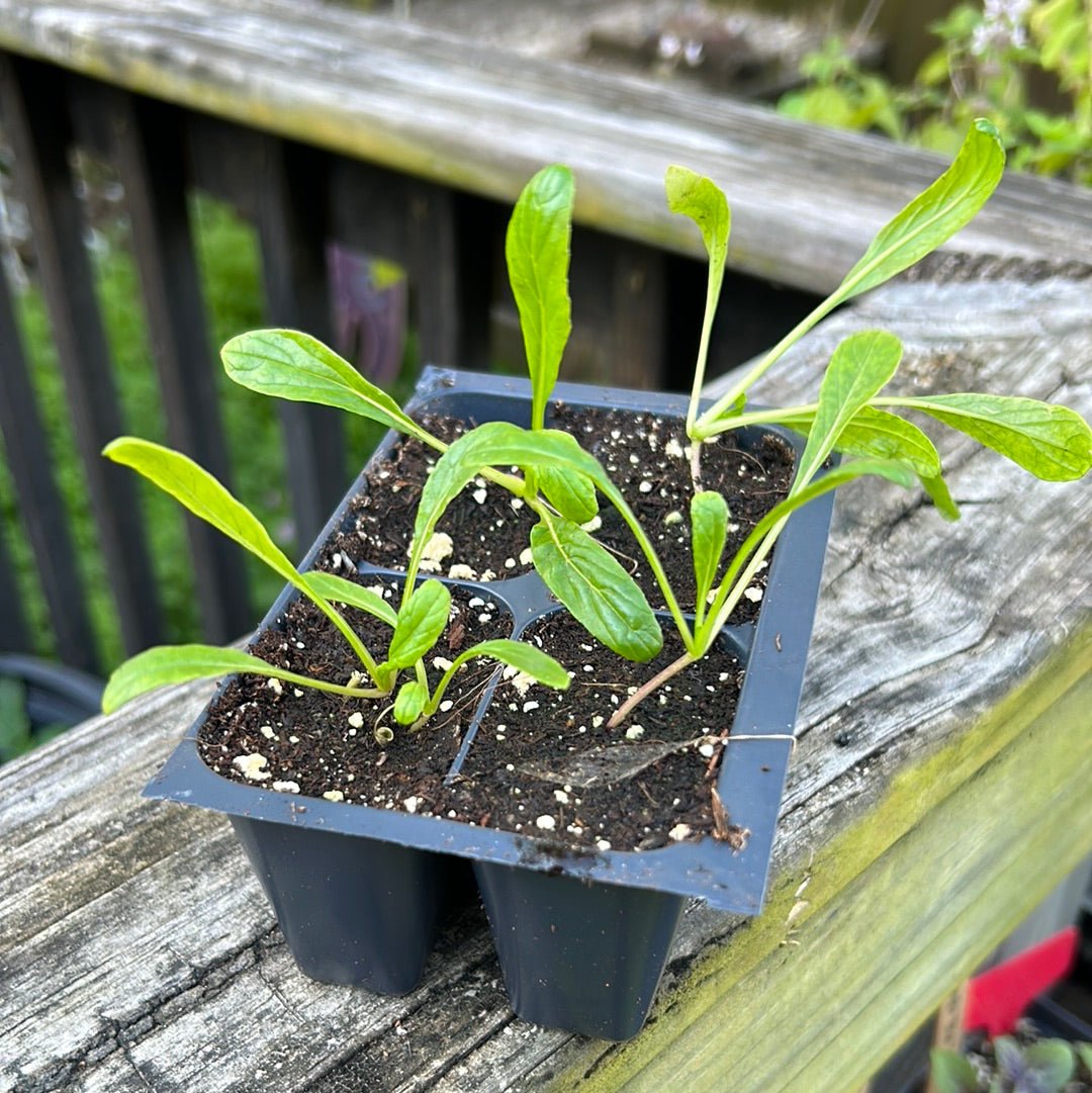 Mibuna - Green Spray - Whitwam Organics