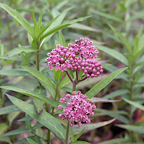 Milkweed - Swamp (Asclepias incarnata) (Florida Native) - Whitwam Organics