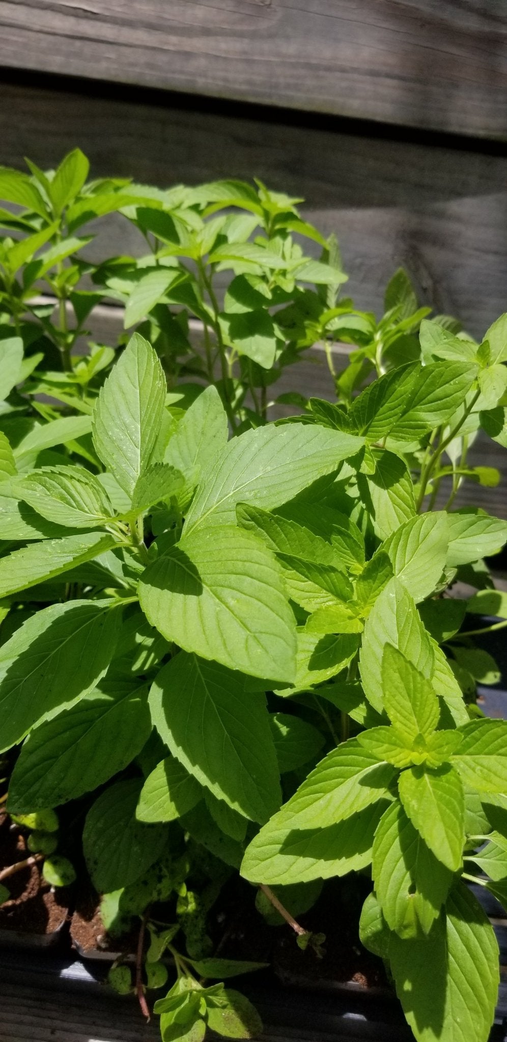 hanging mint plant Mint- Hung Cay Mint, "Vietnamese Mint" – Whitwam Organics