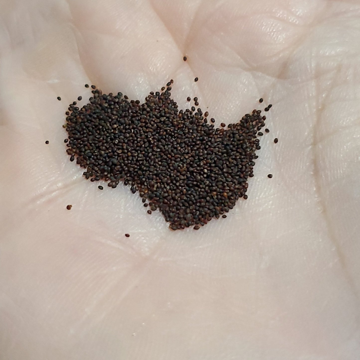 Mint - Peppermint - Whitwam Organics