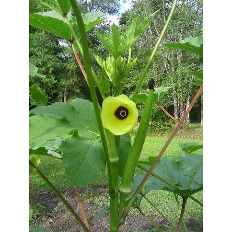 clemson spineless okra plant Okra-Clemson Spineless
