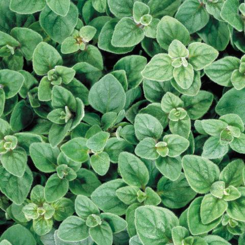 oregano succulent Oregano-Greek – Whitwam Organics