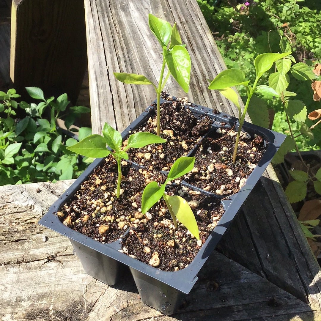Pepper - Big Red - Whitwam Organics