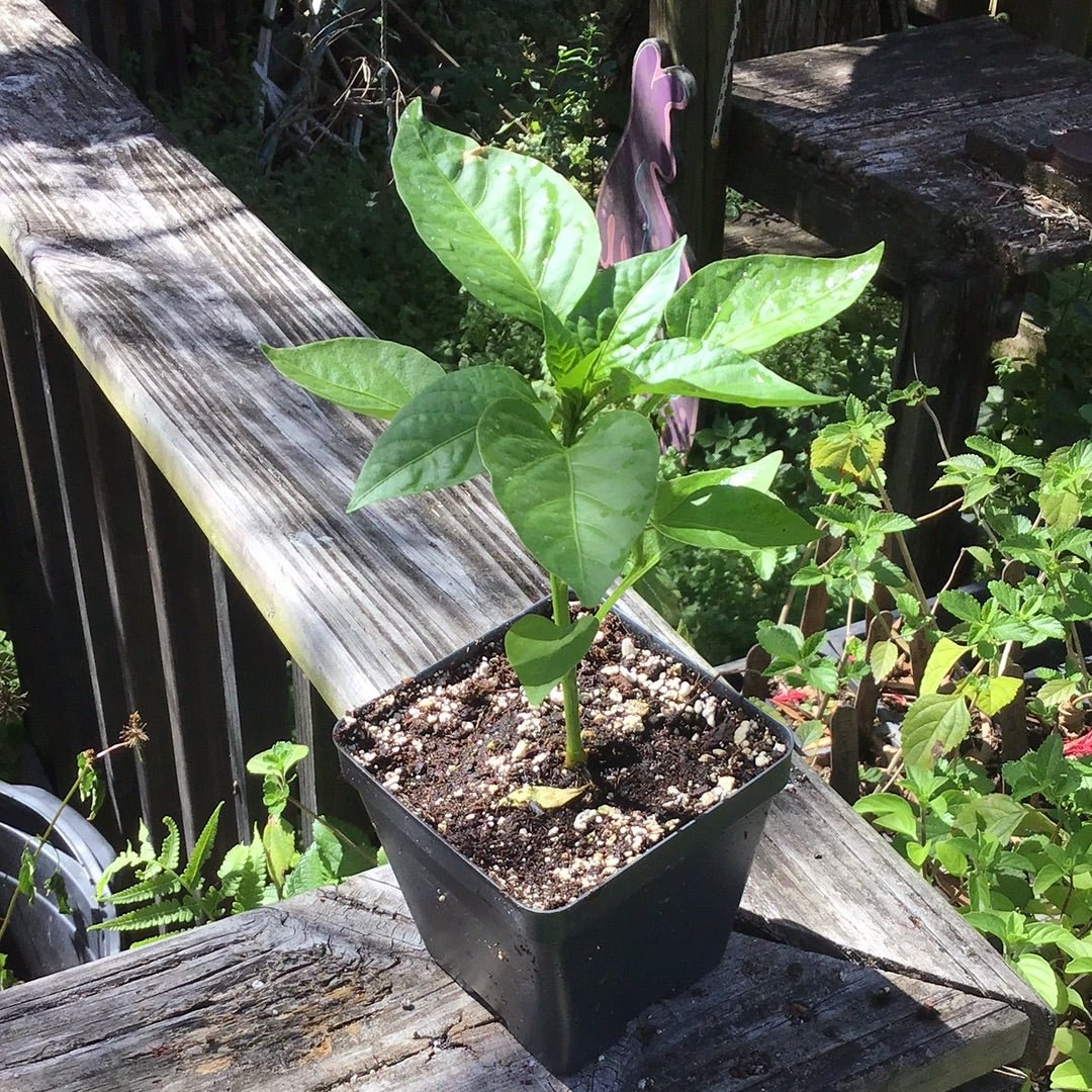 Pepper - California Wonder 300 - Whitwam Organics