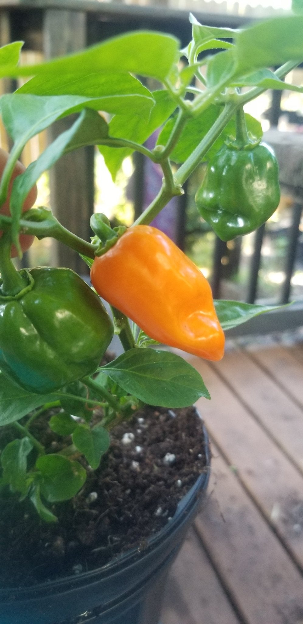 Pepper - Habanero - Whitwam Organics