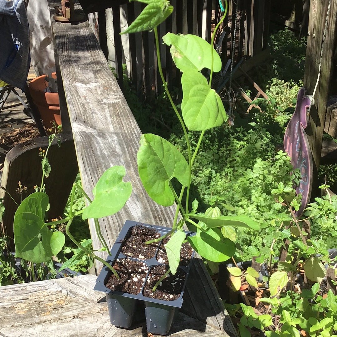 Pole Bean - Blue Lake - Whitwam Organics