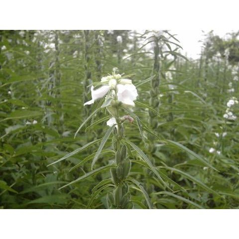 sesame seeds flower Sesame-White Seed – Whitwam Organics