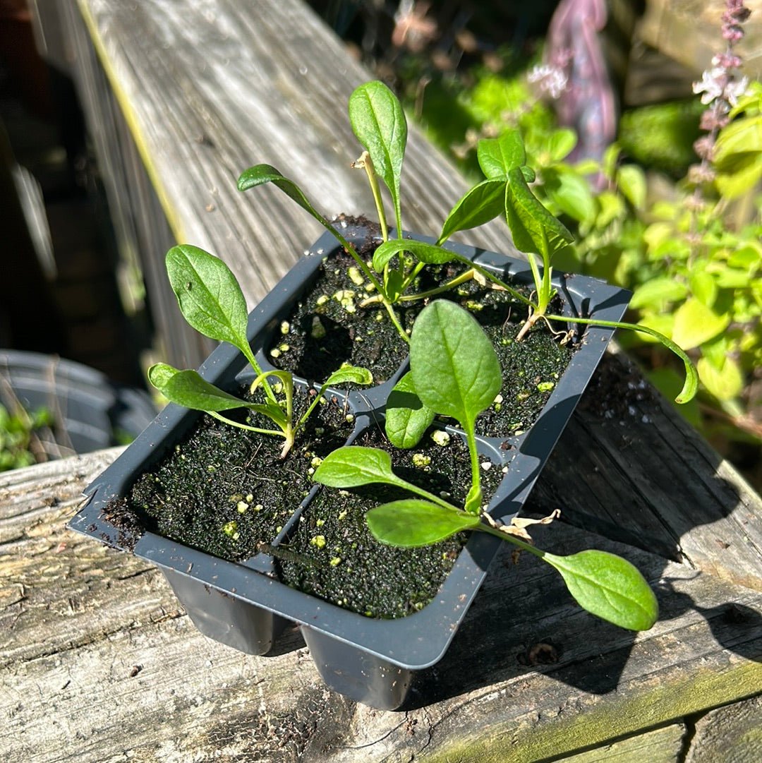 Spinach - Giant Nobel (Heirloom) - Whitwam Organics