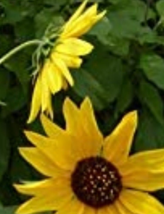 Sunflower - Wild Yellow Annual (Helianthus annuus) (Florida Native) - Whitwam Organics