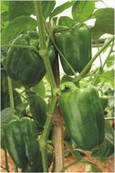 JAPANESE GREEN BELL PEPPER, VEGETABLES, PRODUCTS