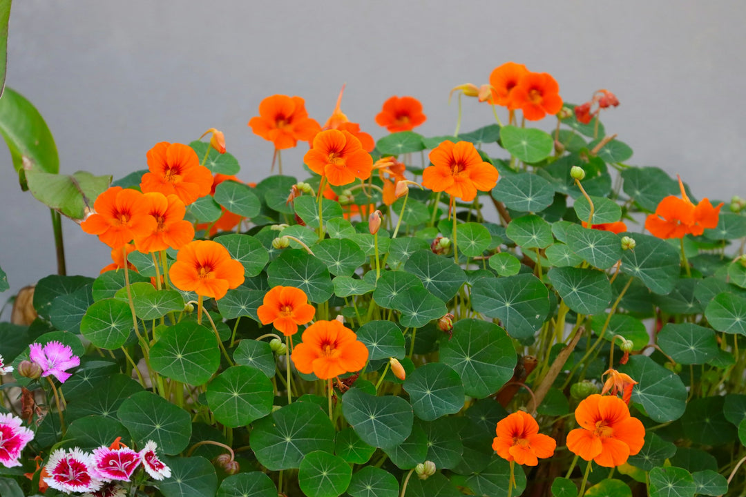 Nasturtium: When To Plant and How To Grow