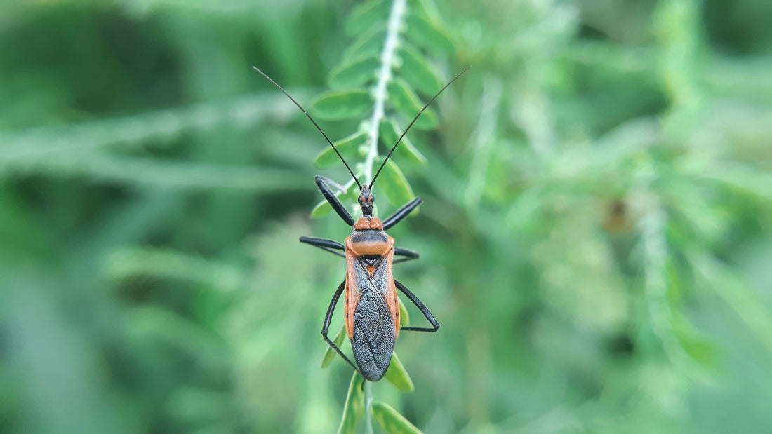 All About The Milkweed Assassin Bug - Whitwam Organics