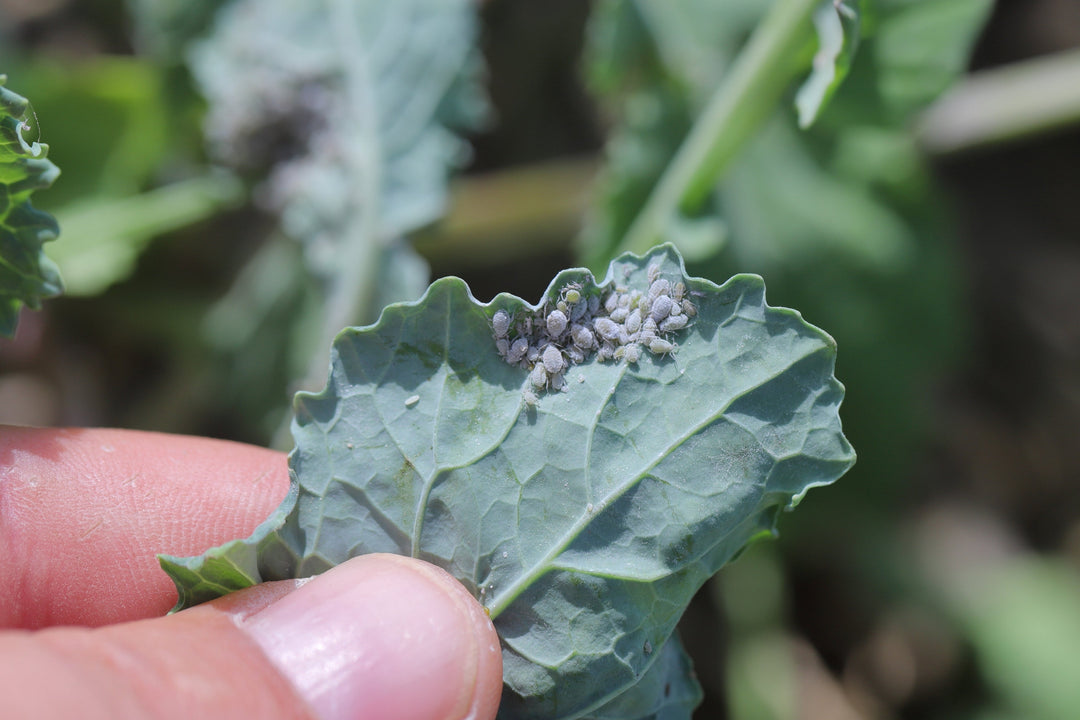 Best Pest Control for Your Garden - Whitwam Organics