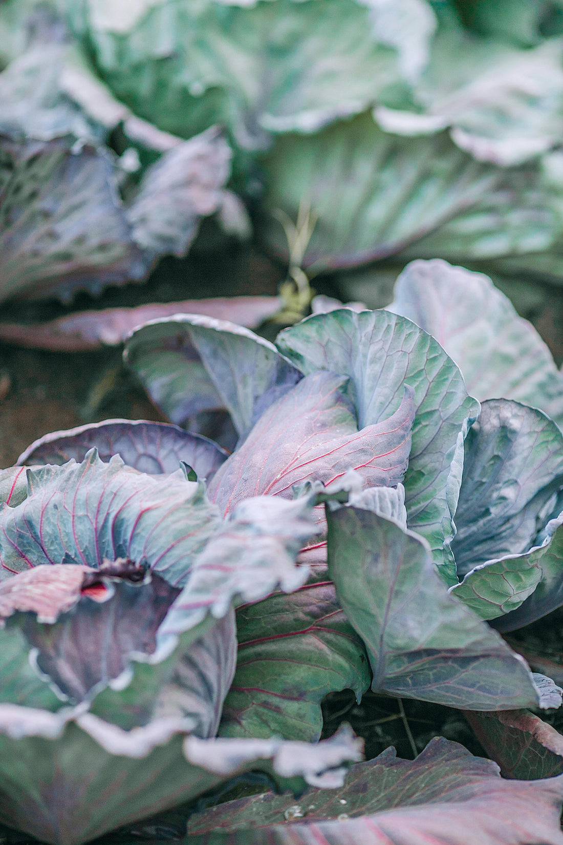 Companion Plants for Brassicas - Whitwam Organics
