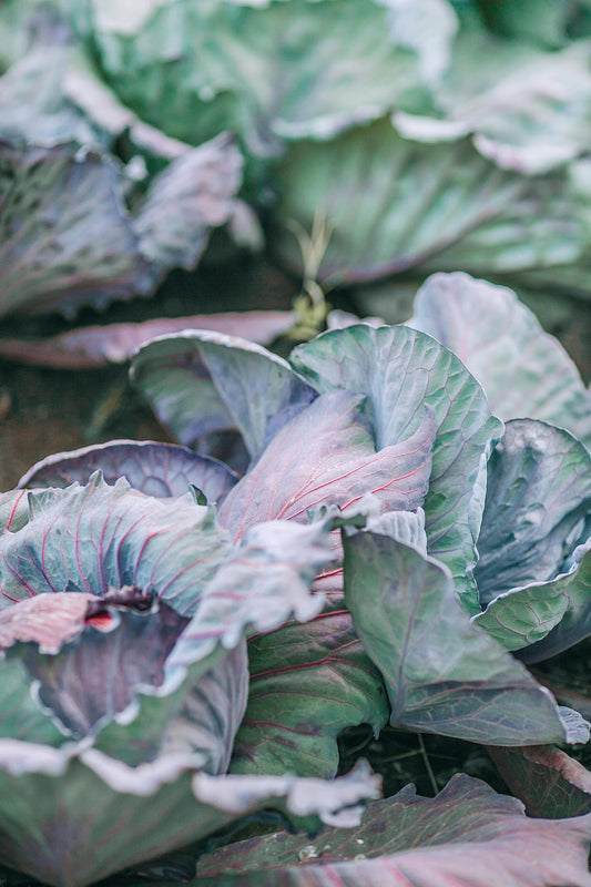 Companion Plants for Brassicas - Whitwam Organics