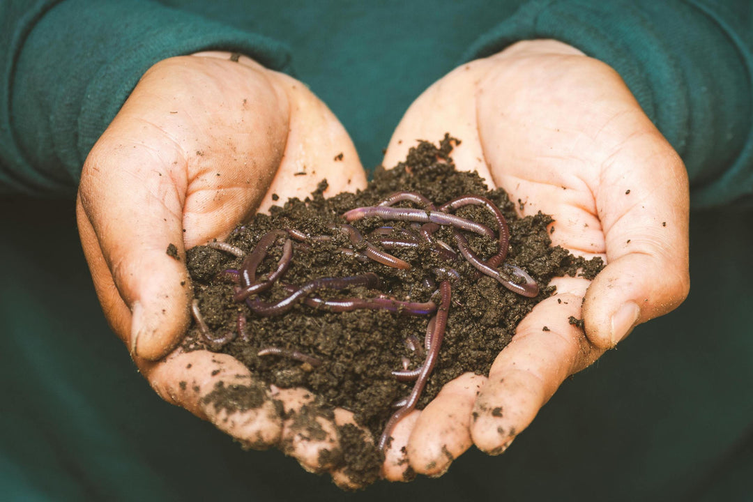 Compost Garden Soil: Everything You Should Know - Whitwam Organics