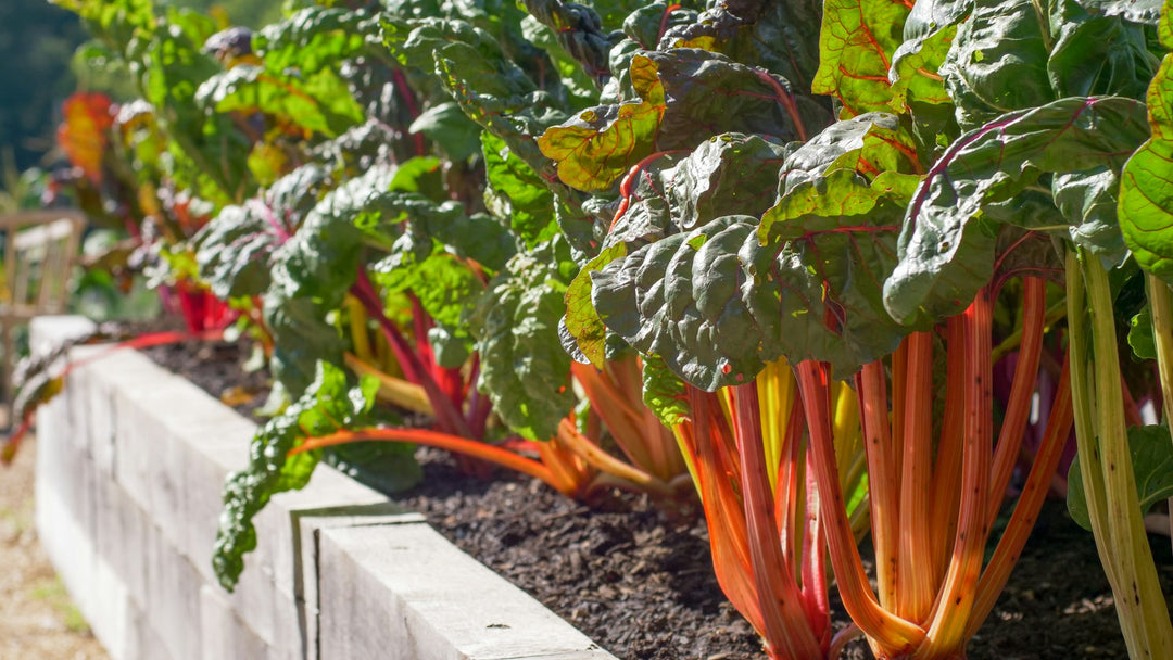 Raised Garden Bed Ideas for Fall