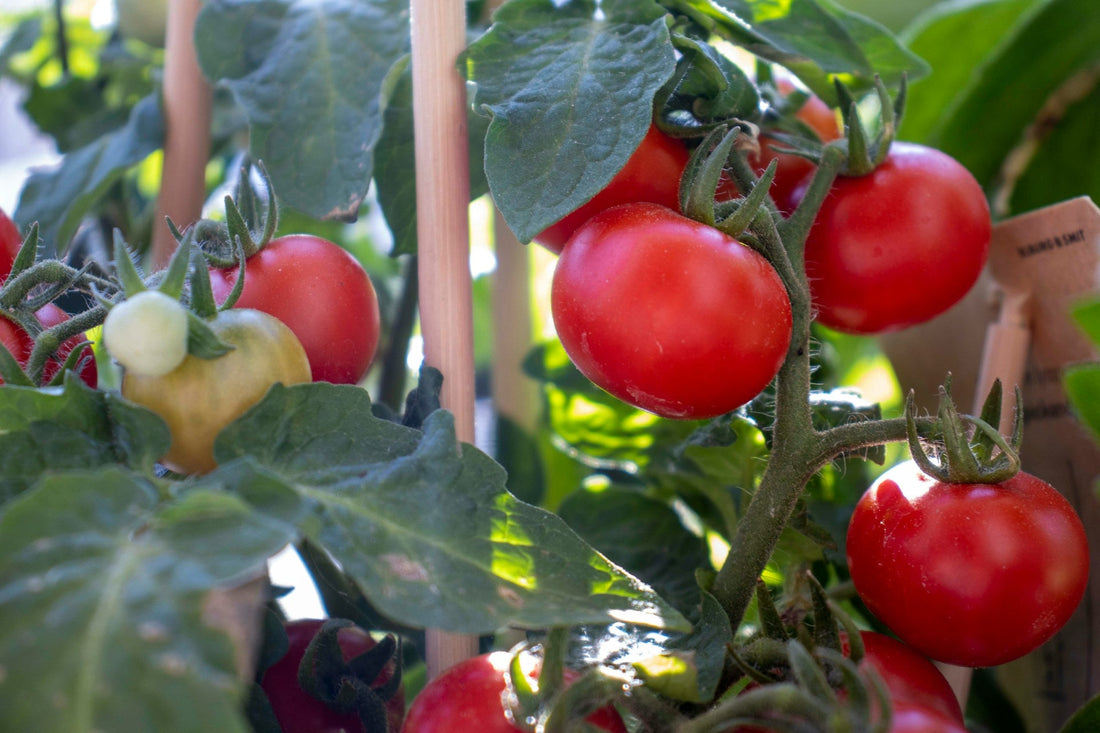 Determinate vs Indeterminate Tomatoes - Whitwam Organics