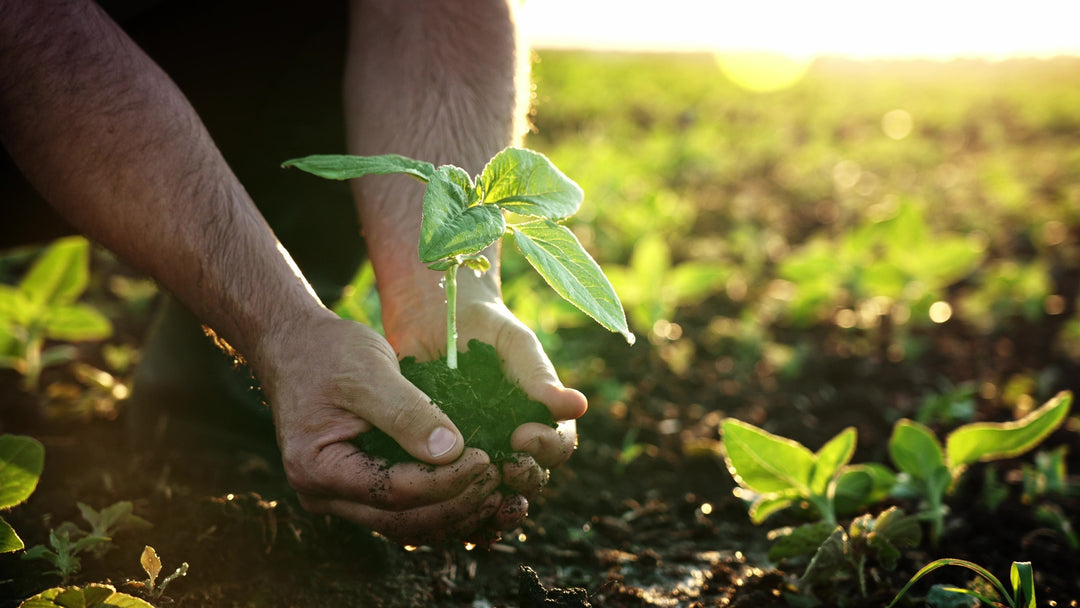 Fall Garden Plants You Need To Grow This Season - Whitwam Organics